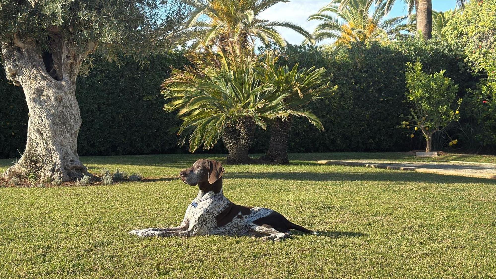 La Calma Espectacular Villa Con Jardin Y Piscina En Menorca S'Algar Eksteriør billede